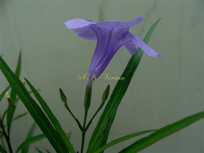   Flowering shoot
